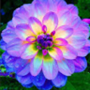 Meet your Posher, Melanie